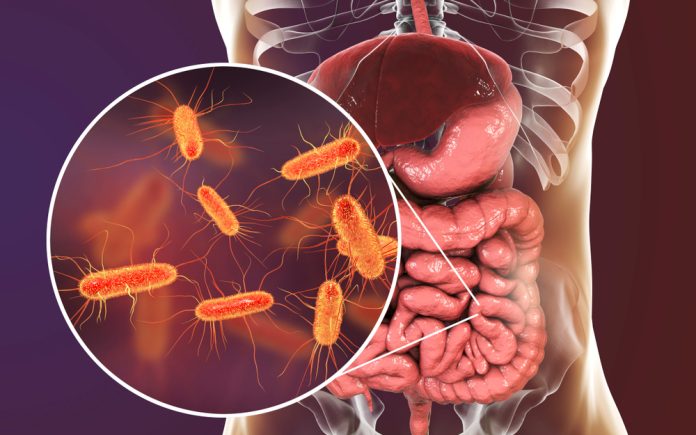 Gut bacteria may cleanse the body of toxic PFAS chemicals