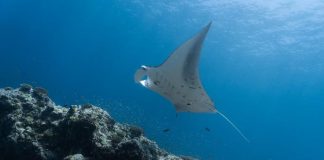 marine protected areas