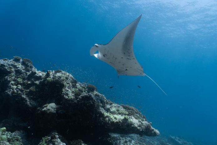 marine protected areas