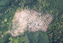 Tackling deforestation with Earth observation technologies Tackling deforestation with Earth observation technologies