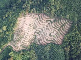 Tackling deforestation with Earth observation technologies