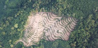 Tackling deforestation with Earth observation technologies