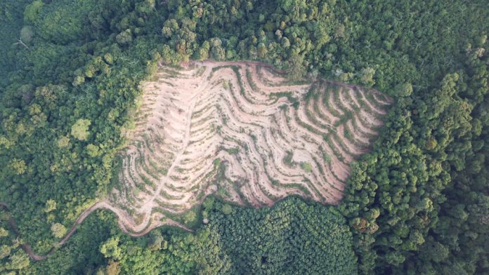 Tackling deforestation with Earth observation technologies