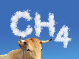 Adelaide butcher serves up world-first ‘guilt-free’ sustainable beef