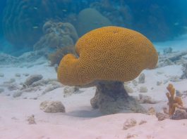 Brazilian brain coral retains high levels of carbon, research finds