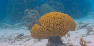 Brazilian brain coral retains high levels of carbon, research finds