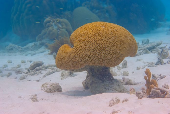 Brazilian brain coral retains high levels of carbon, research finds