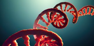 AI model speeds up the development of RNA vaccines