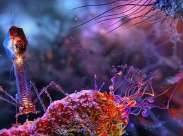 University of Southampton’s phage therapy research is combating antibiotic resistance