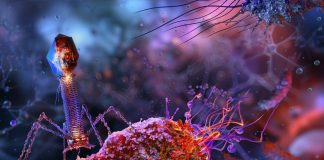 University of Southampton’s phage therapy research is combating antibiotic resistance