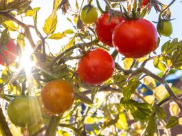 How gene-edited food could help tackle vitamin D deficiency