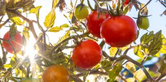 How gene-edited food could help tackle vitamin D deficiency