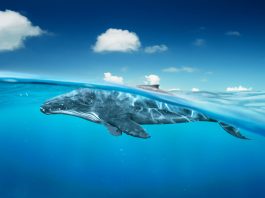 Inside Europe’s virtual twin ocean platform: a game-changer for marine protection