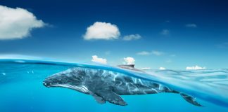 Inside Europe’s virtual twin ocean platform: a game-changer for marine protection