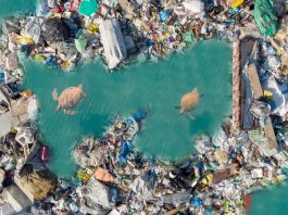 Scientists transform plastic waste into efficient CO2 capture materials