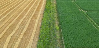 Kunming Manifesto calls for agrobiodiversity to transform food systems