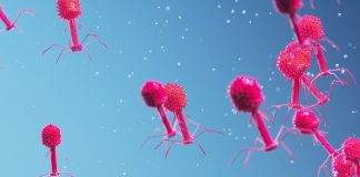 bacteriophages