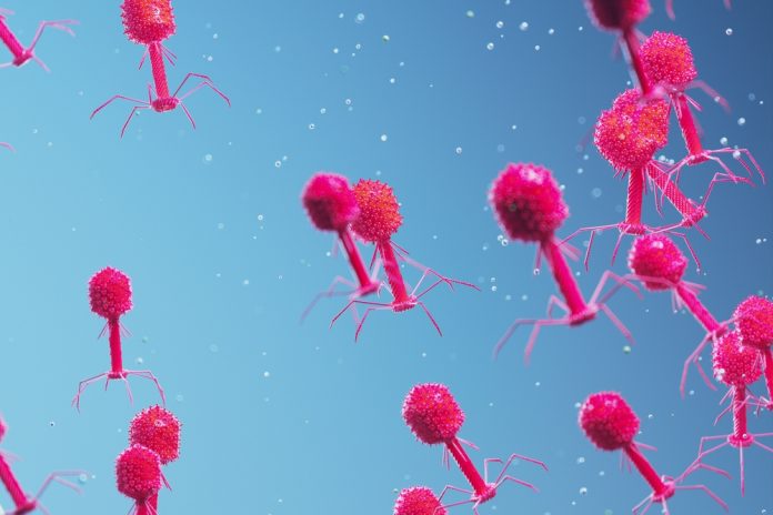 bacteriophages