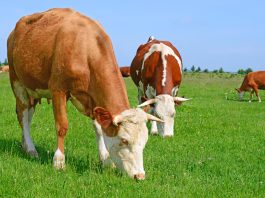 livestock management