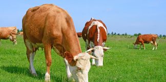 livestock management