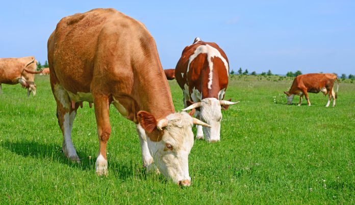 Nofence secures £26m Series B funding to expand virtual fencing tech livestock management