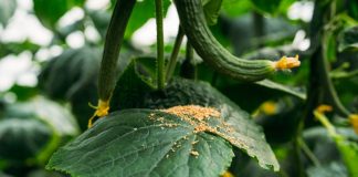 integrated pest management