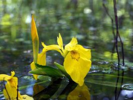 Wetlands and fungi offer breakthrough in PFAS removal