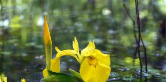 Wetlands and fungi offer breakthrough in PFAS removal