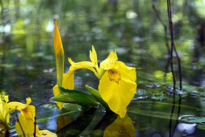 Wetlands and fungi offer breakthrough in PFAS removal