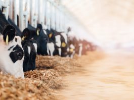 Reducing farm methane emissions with smart management and high-quality forage