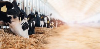 Reducing farm methane emissions with smart management and high-quality forage