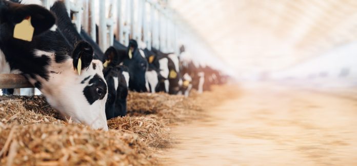 Reducing farm methane emissions with smart management and high-quality forage