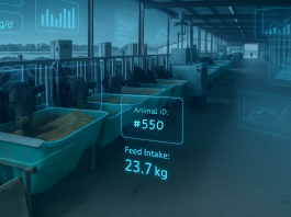 Revolutionising feed efficiency: How C-Lock is transforming livestock nutrition