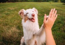 Kyrexa: Driving kinder cancer treatment for pets through cutting-edge technology