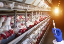 UK achieves record low sales of veterinary antibiotics veterinary antibiotics