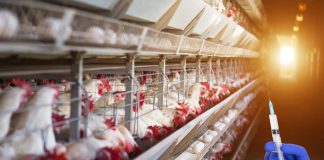 veterinary antibiotics