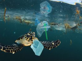 ocean plastic pollution