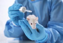 UK to fast-track phase-out of animal testing in science animal testing
