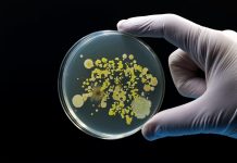 Combatting AMR: The potential of Bdellovibrio bacteriovorus as a ‘living antibiotic’ AMR
