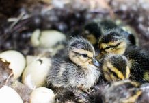 PFAS alter gene expression in birds before they hatch PFAS alter gene expression in birds before they hatch