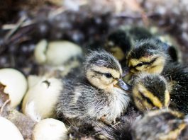 PFAS alter gene expression in birds before they hatch