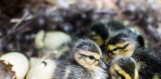 PFAS alter gene expression in birds before they hatch
