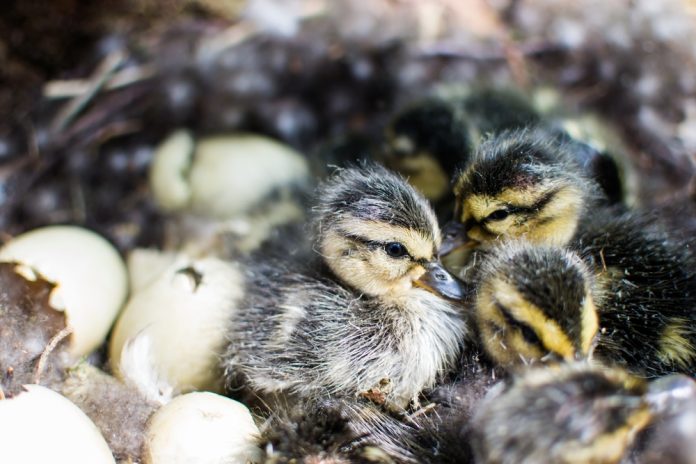 PFAS alter gene expression in birds before they hatch