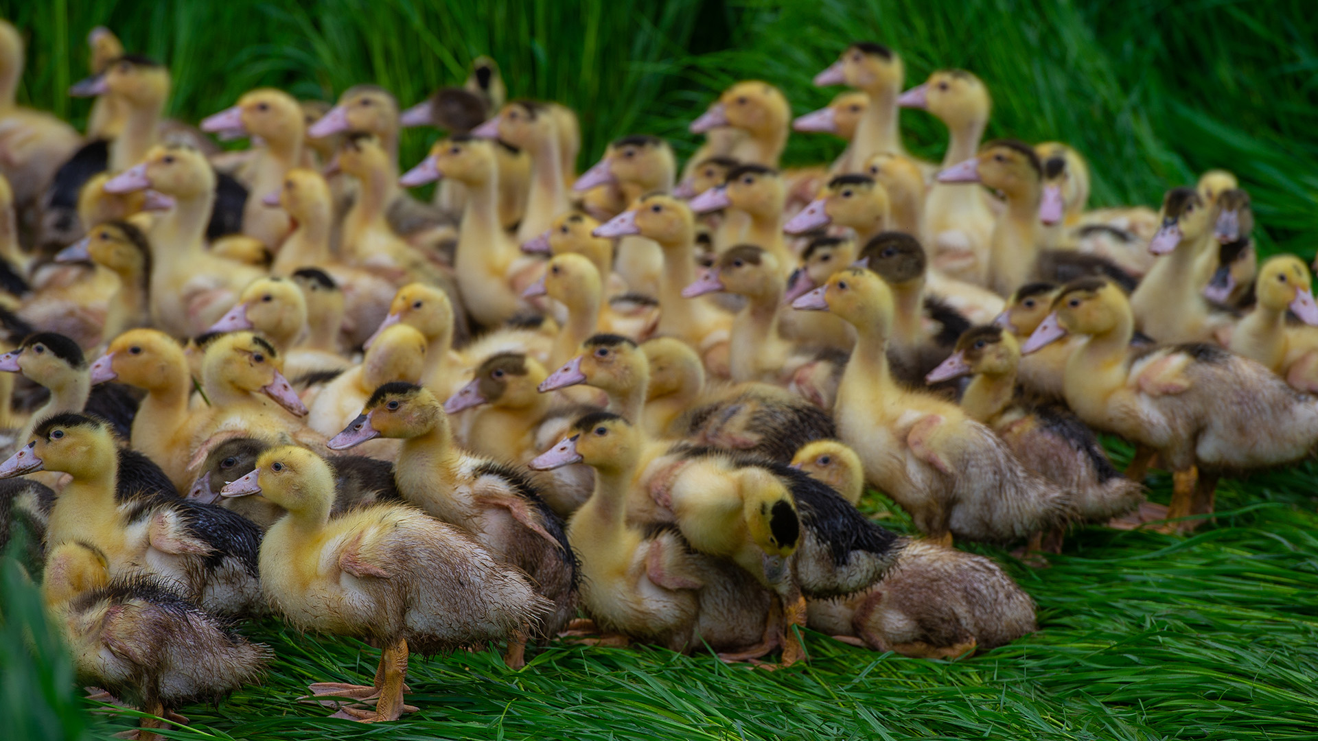 The importance of avian influenza vaccination for a sustainable future