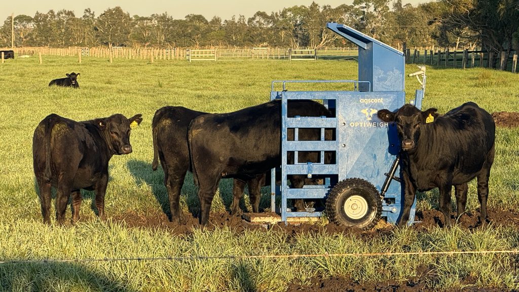 Measuring what matters: How on-farm methane monitoring unlocks hidden productivity gains
