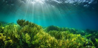 Harnessing algal biodiversity and biotechnology to develop solutions for inflammatory bowel diseases