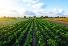 Agricultural waste keeps forever chemicals out of food crops, research finds