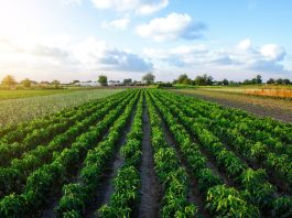 Agricultural waste keeps forever chemicals out of food crops, research finds