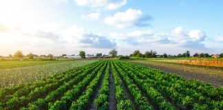 Agricultural waste keeps forever chemicals out of food crops, research finds