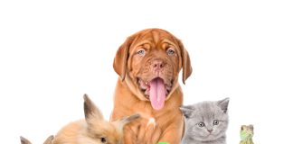 UK government announces biggest-ever animal welfare reforms